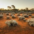 Federal Government chooses Kimba farm Napandee on the Eyre Peninsula for nuclear dump