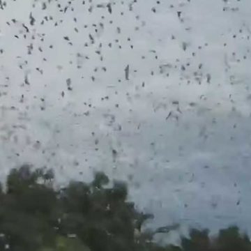 Queensland towns swarmed by ‘bat tornado’
