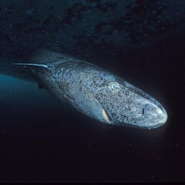 Greenland sharks could live nearly 400 years-study