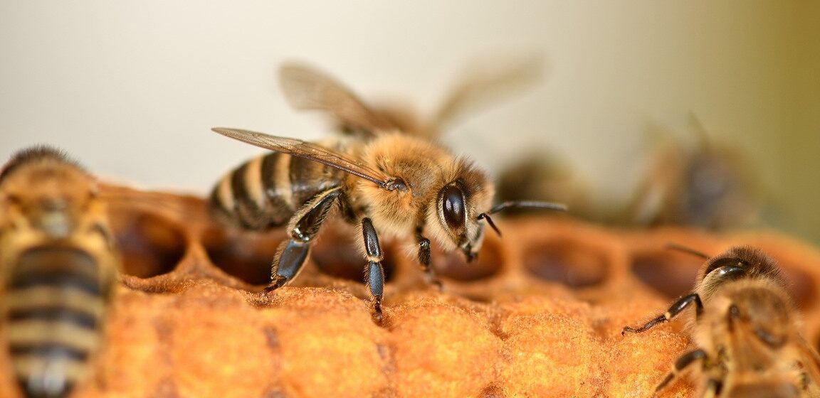 Honeybee venom kills breast cancer cells – Australian research