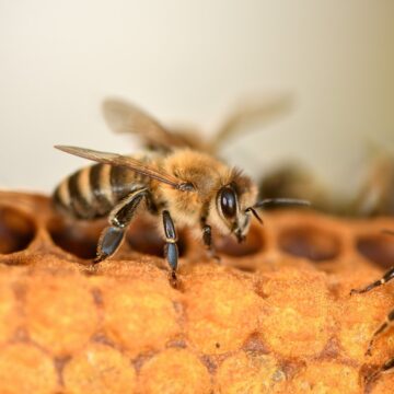Honeybee venom kills breast cancer cells – Australian research