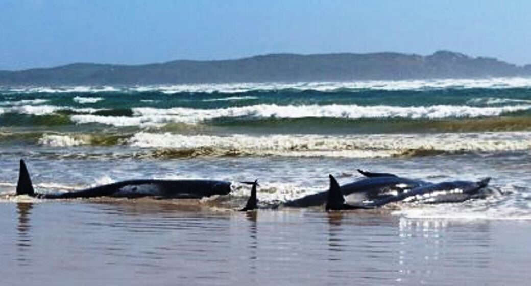 Up to 90 whales dead,180 more stranded off Tasmanian coast