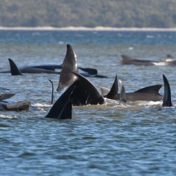 Tasmania finds another 200 pilot whales in alarming mass stranding