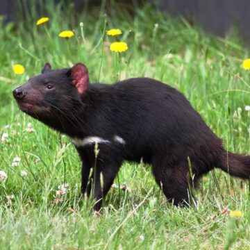 Tasmanian Devils reintroduced in mainland Australia