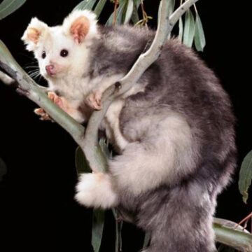 Aussie scientists discover two new marsupial species