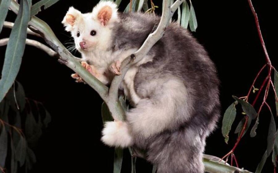 Aussie scientists discover two new marsupial species