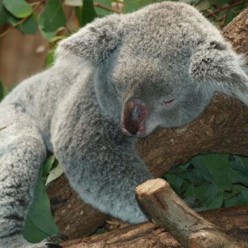 Koala populations are in decline due to increased human impacts on nature