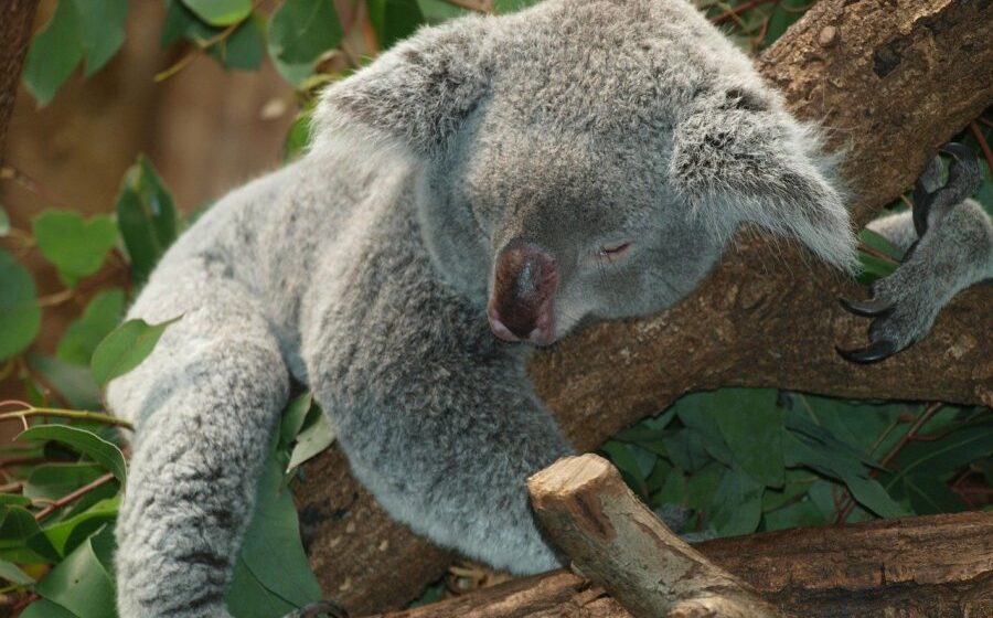 Freeze Koala’s sperm to save species, say researchers