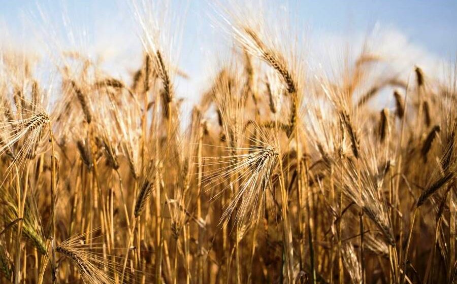 Australia launches WTO appeal against China’s barley tariff