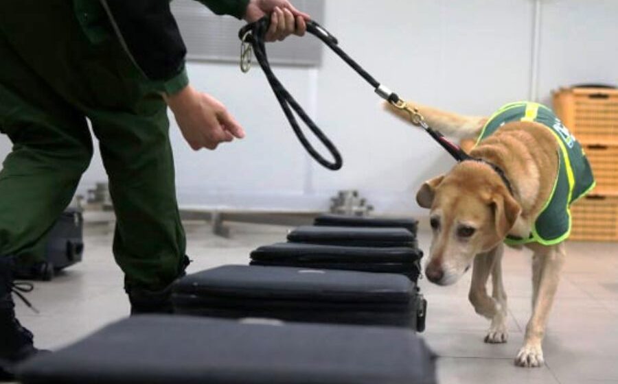 Dogs can be trained to detect COVID-19 by sniffing human sweat, study suggests