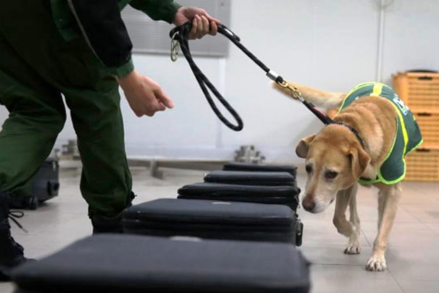 Dogs can be trained to detect COVID-19 by sniffing human ...