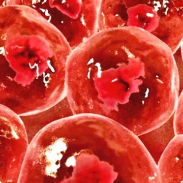 Australian scientists turn skin cells into human embryo-lookalike