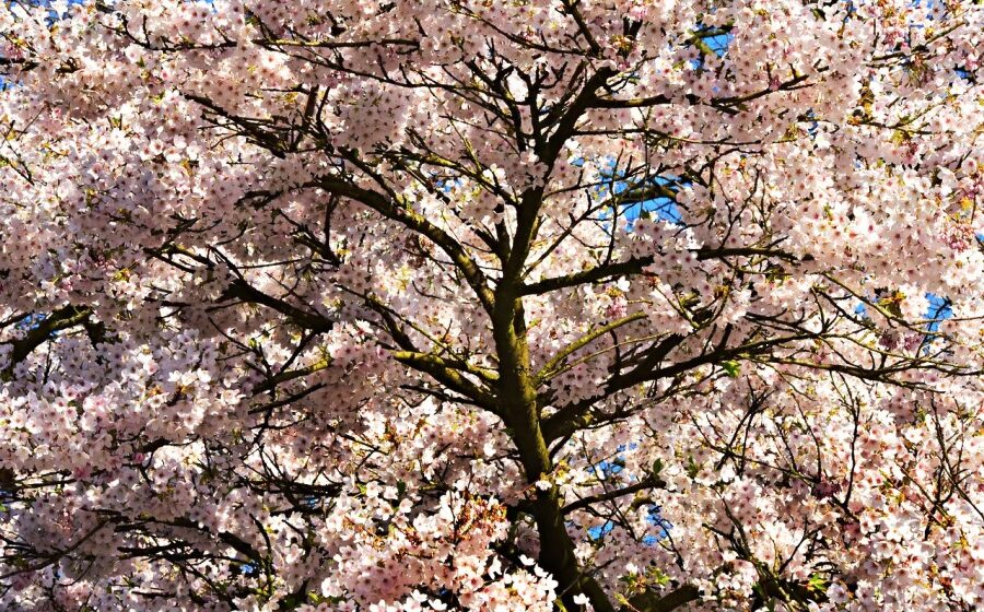 Japan records earliest cherry blossom bloom in 1,200 years