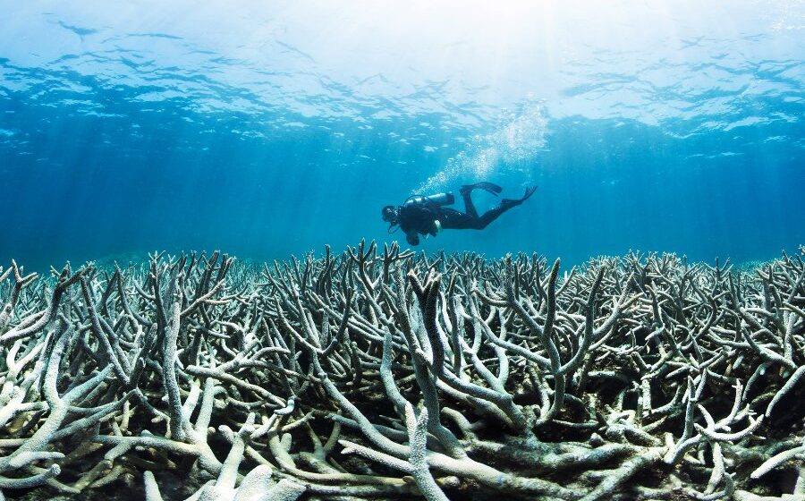 Federal government pledges A$1bn for Great Barrier Reef but draws renewed climate criticism