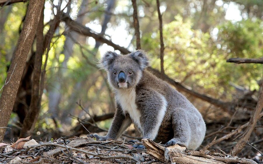 Australia’s beloved Koala is now an endangered species